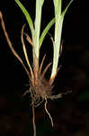 Limestone meadow sedge